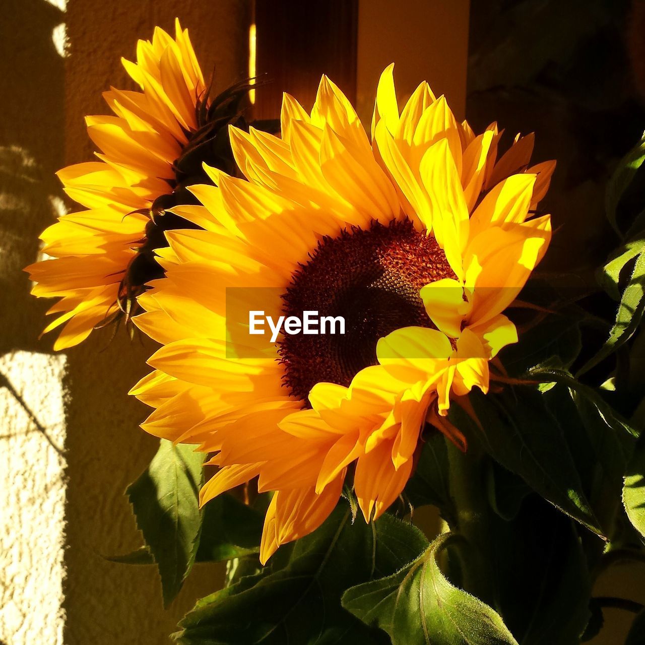 Close-up of sunflowers blooming in backyard