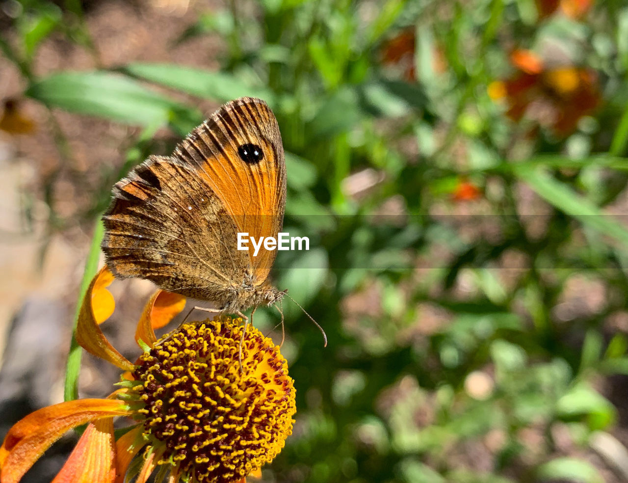 BUTTERFLY ON FLOWER