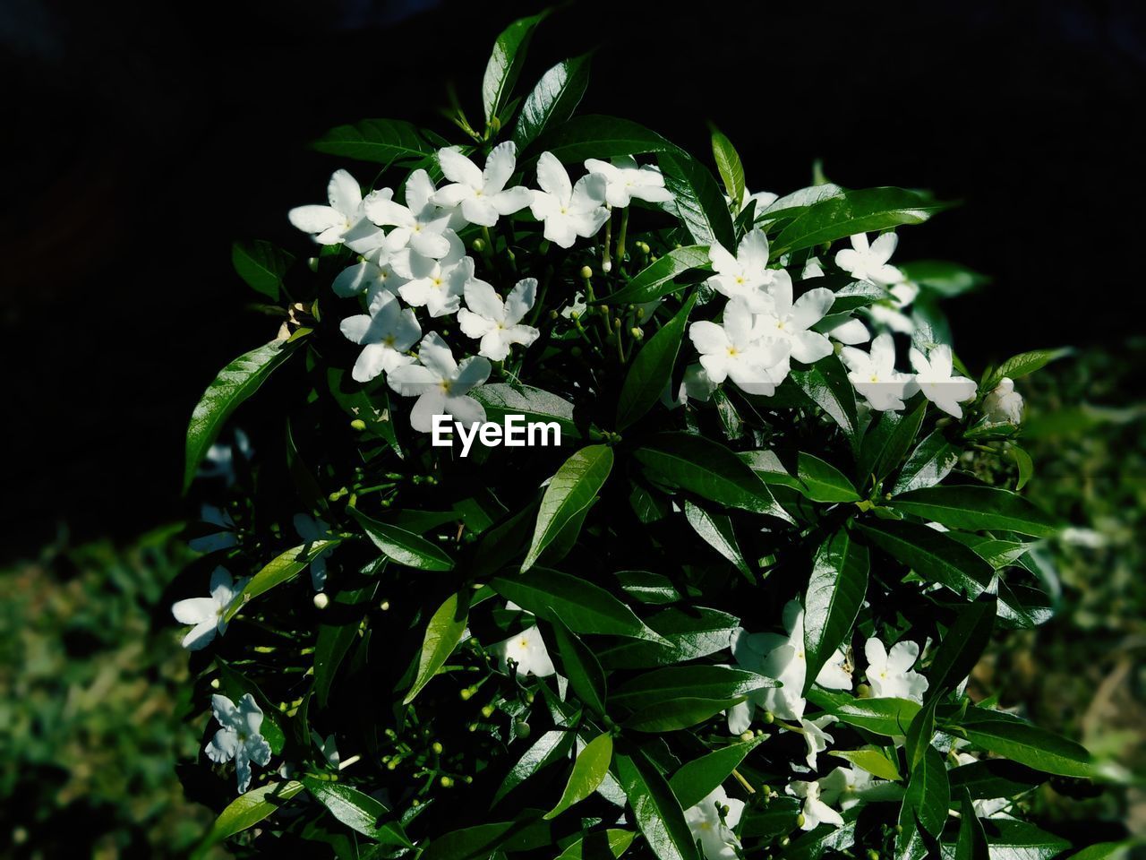 CLOSE UP OF WHITE FLOWERING PLANT
