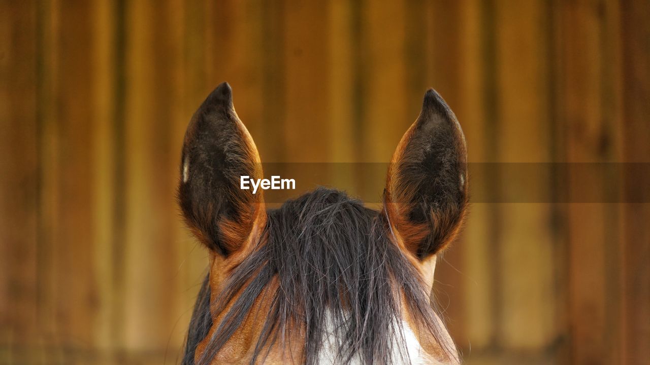 Close-up of horse ears against brown background 