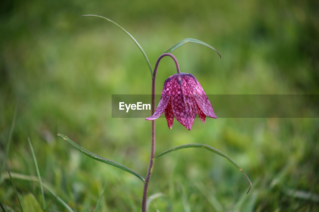 CLOSE-UP OF PURPLE FLOWERING PLANT AGAINST BLURRED BACKGROUND