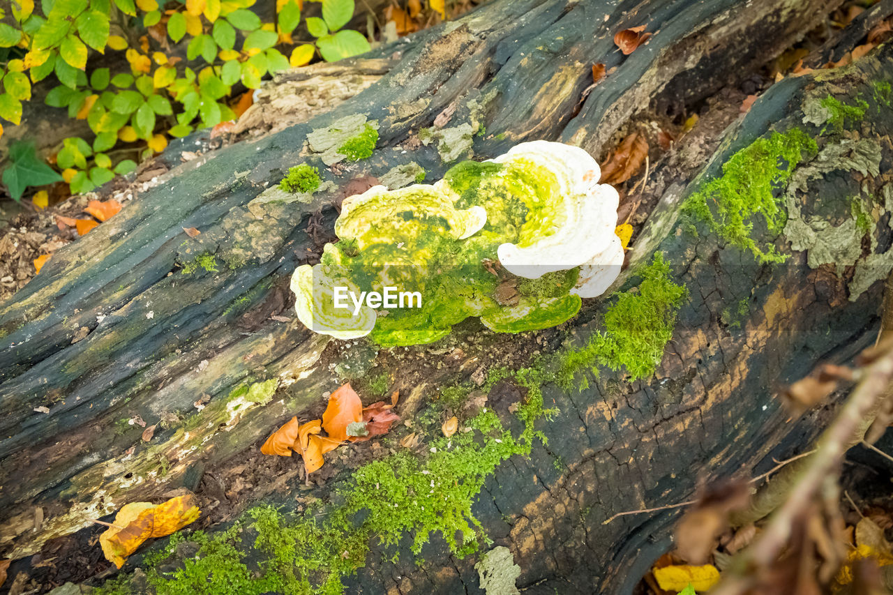 nature, leaf, plant, yellow, autumn, growth, day, no people, forest, plant part, green, moss, high angle view, flower, wood, tree, woodland, outdoors, fungus, tree trunk, land, trunk, beauty in nature, close-up, natural environment, vegetable, tranquility, bark, mushroom, sunlight, rock