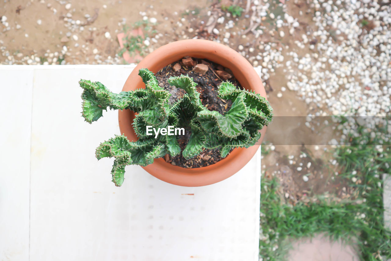 HIGH ANGLE VIEW OF POTTED PLANT AGAINST GREEN POT