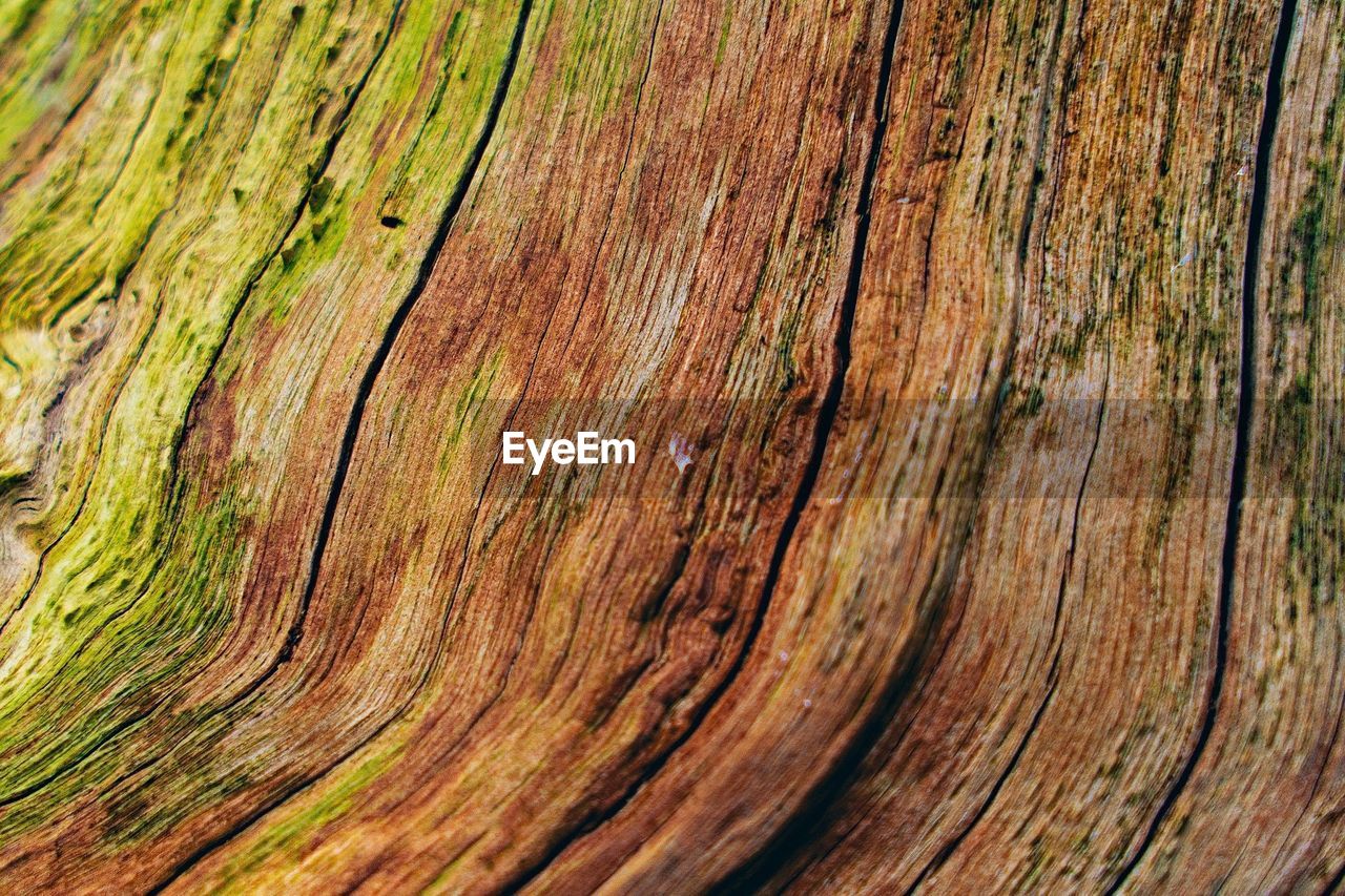 Full frame of tree bark