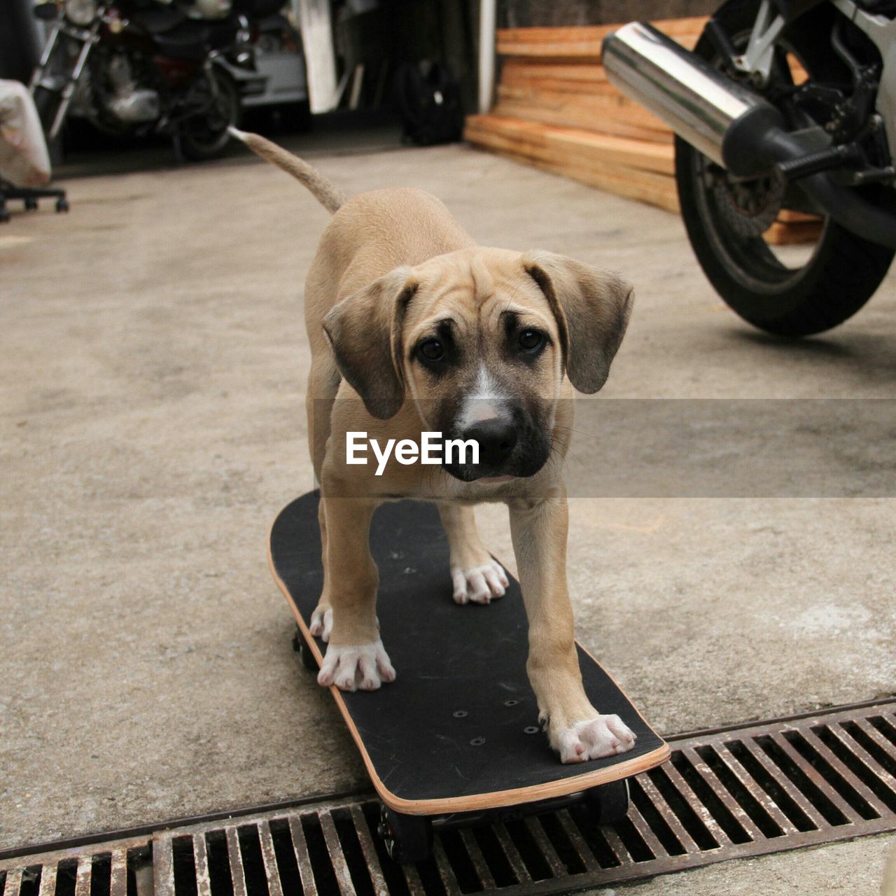 Dog standing on skateboard