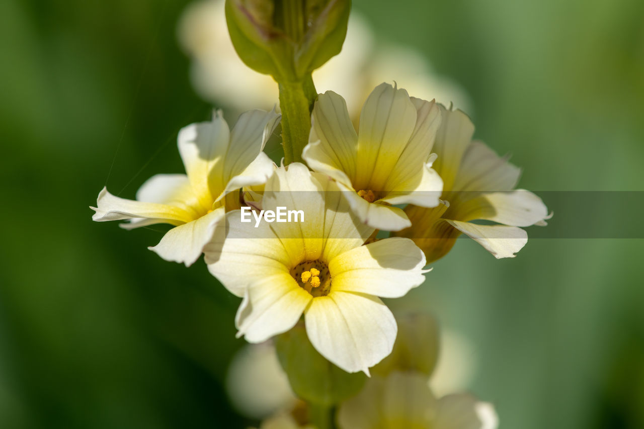 flower, flowering plant, plant, freshness, beauty in nature, nature, yellow, close-up, fragility, flower head, petal, blossom, macro photography, inflorescence, wildflower, green, growth, springtime, focus on foreground, white, no people, plant stem, outdoors, botany, selective focus, meadow, sunlight, pollen, summer, environment