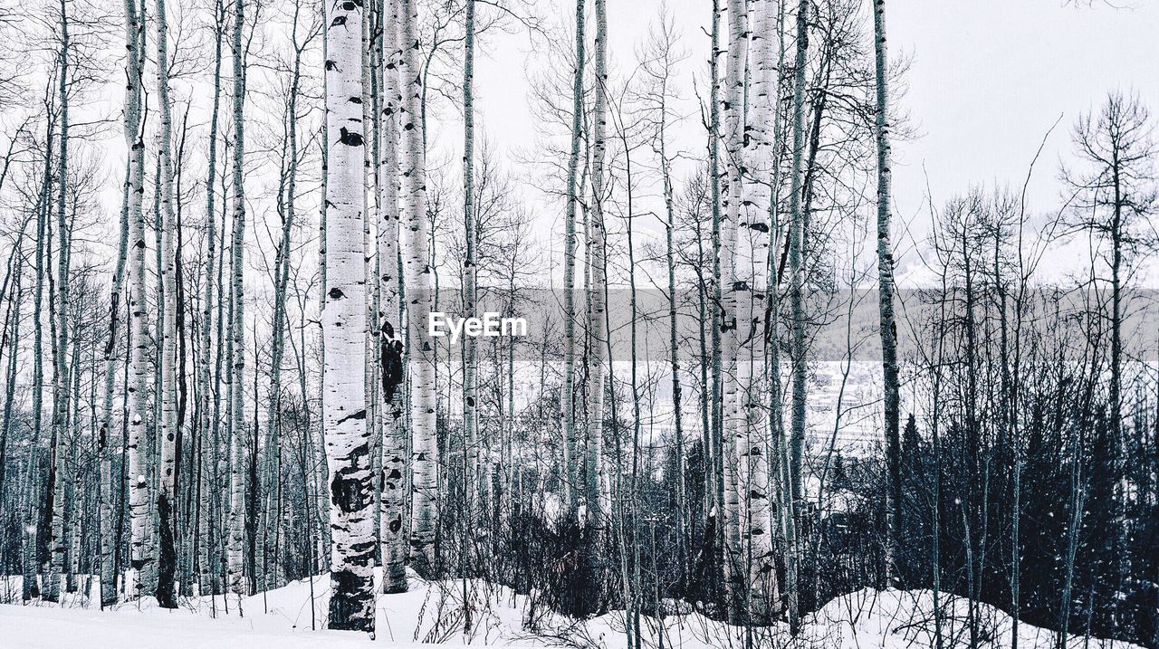 Bare trees on snow covered landscape