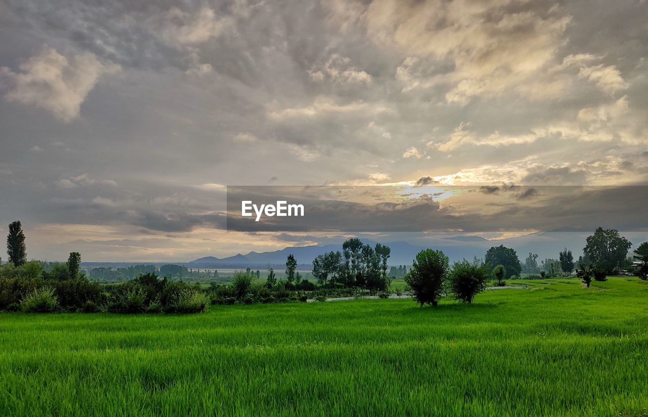 sky, plant, landscape, environment, nature, field, land, cloud, grassland, plain, scenics - nature, tree, grass, beauty in nature, rural scene, green, horizon, agriculture, prairie, meadow, pasture, sunset, tranquility, no people, crop, rural area, paddy field, tranquil scene, natural environment, growth, outdoors, farm, cereal plant, hill, sunlight, dramatic sky, non-urban scene, summer, social issues, sun, cloudscape, forest, idyllic, twilight, food and drink, dusk, architecture, food, environmental conservation, springtime