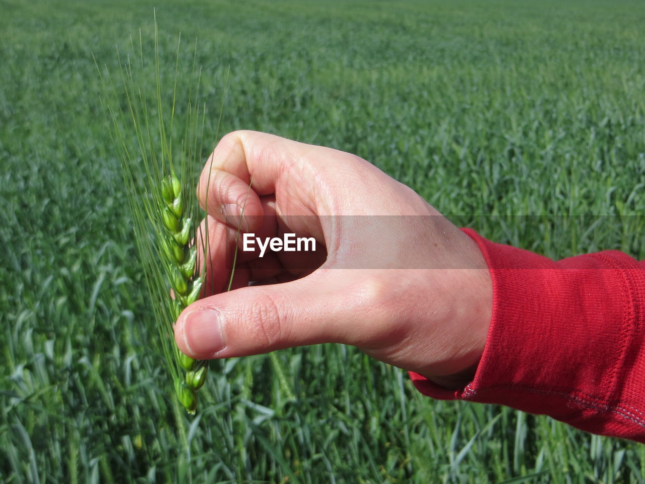 Cropped image of man holding wheat plant at farm