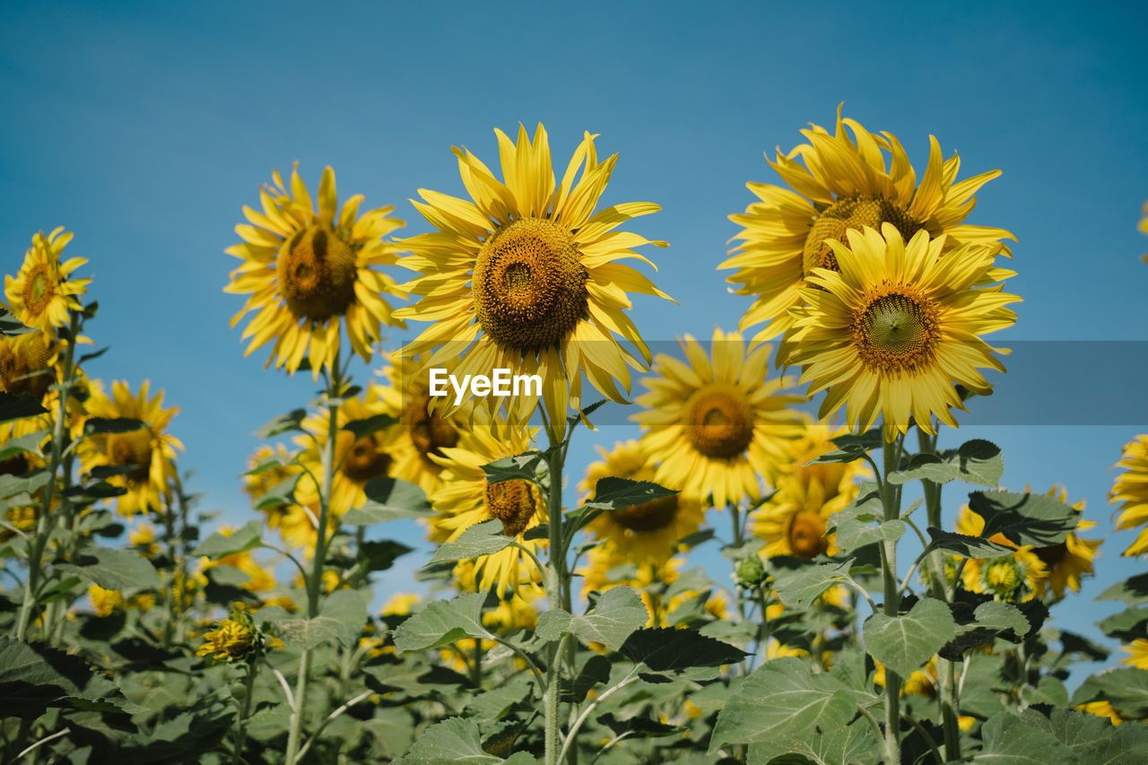 close-up of sunflower on field against sky