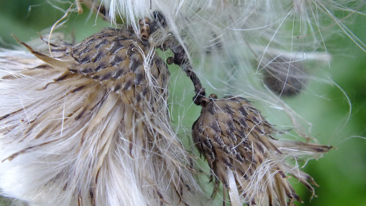 Close-up of dried plant against blurred background