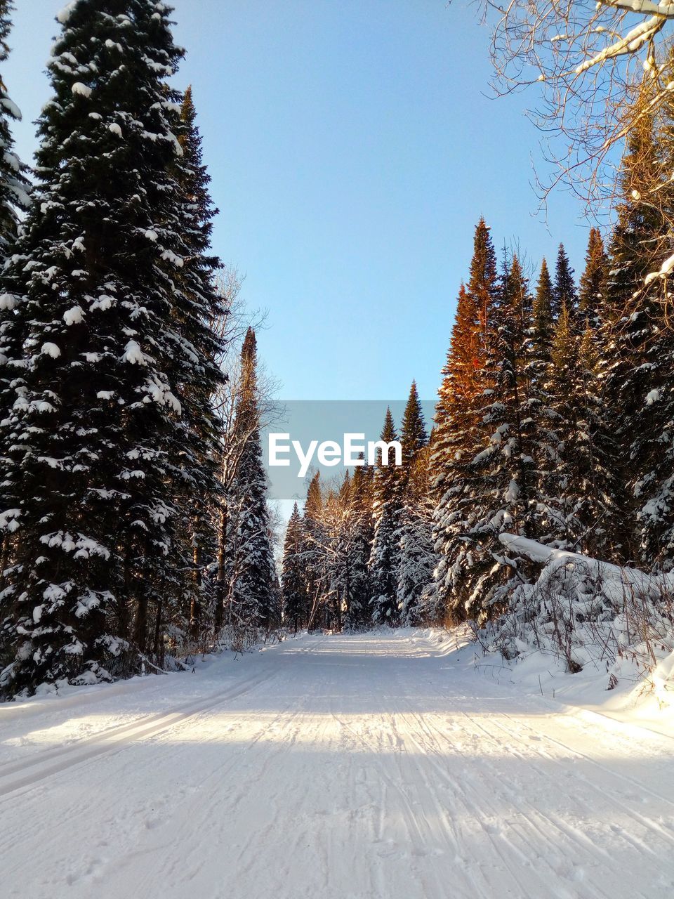 Snow covered trees against clear sky