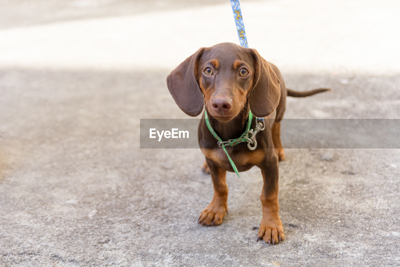 Portrait of dog standing outdoors