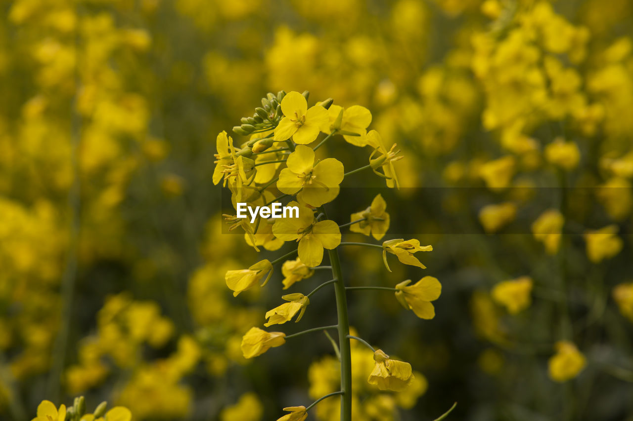 Close up rape field 