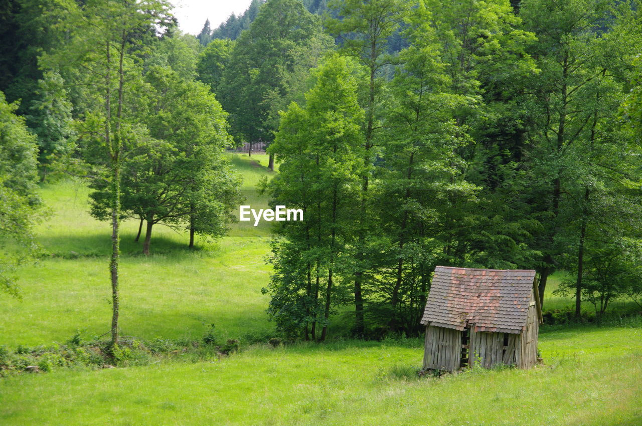 BENCH ON FIELD BY TREES