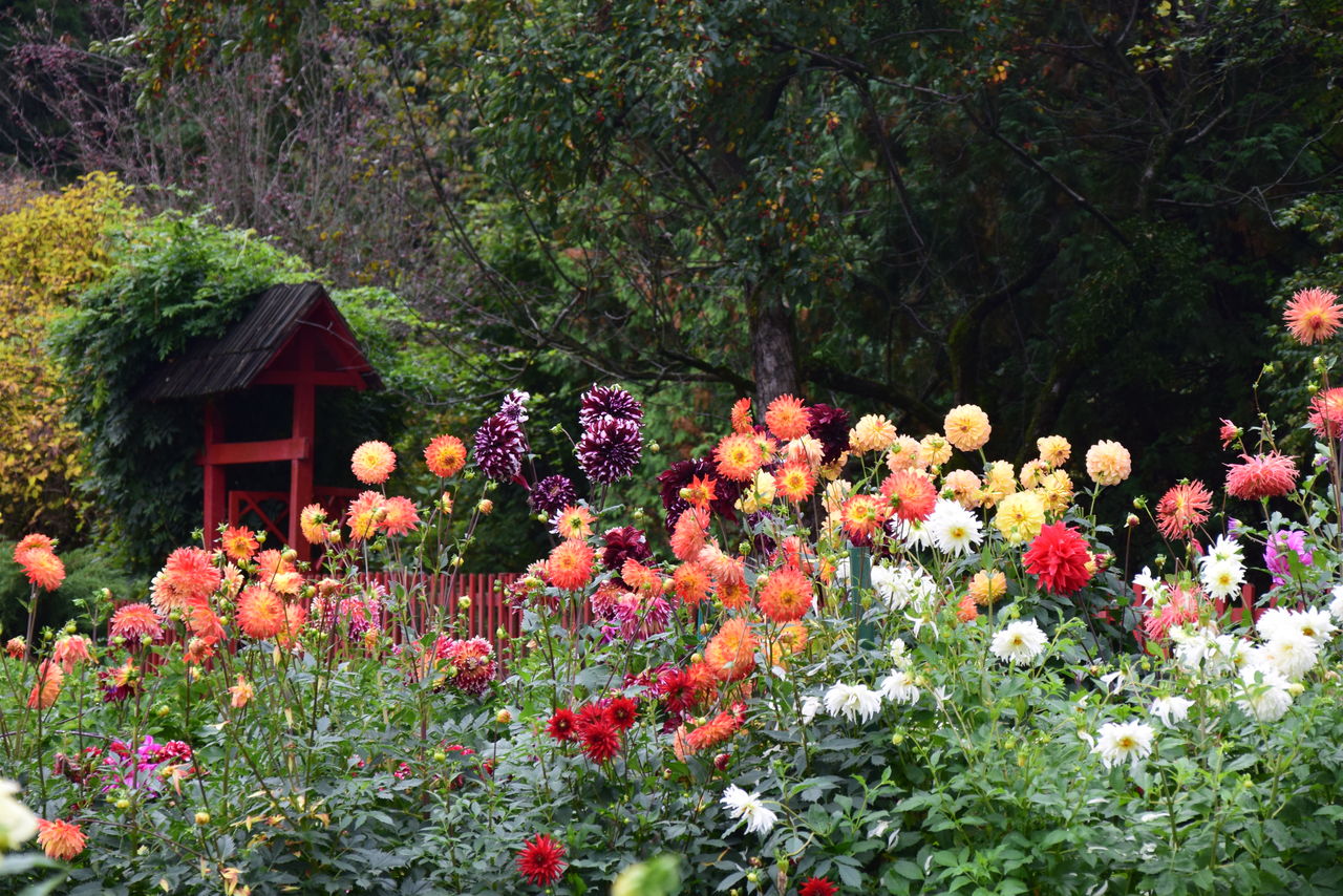 Pink flowers blooming in garden