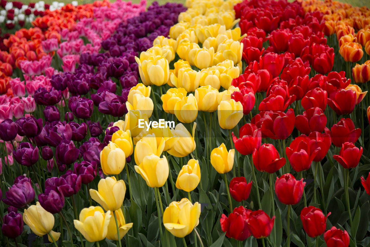 FULL FRAME SHOT OF RED TULIPS