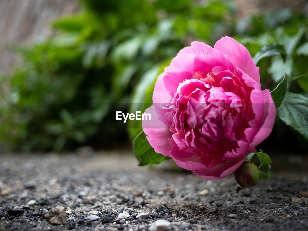 Close-up of pink rose