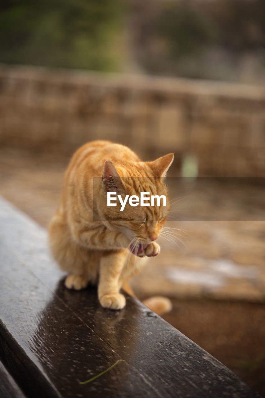 Cat sitting on wood