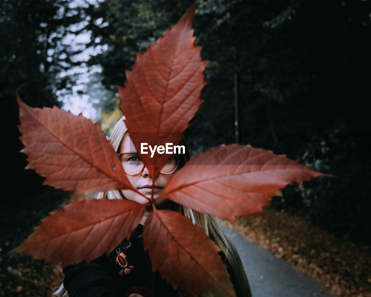 Close-up of maple leaves on plant during autumn