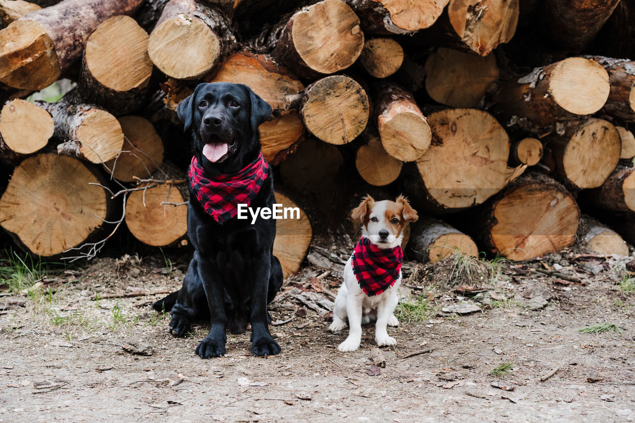 Black labrador and jack russell dog wearing modern bandanas standing by wood trunks in mountain