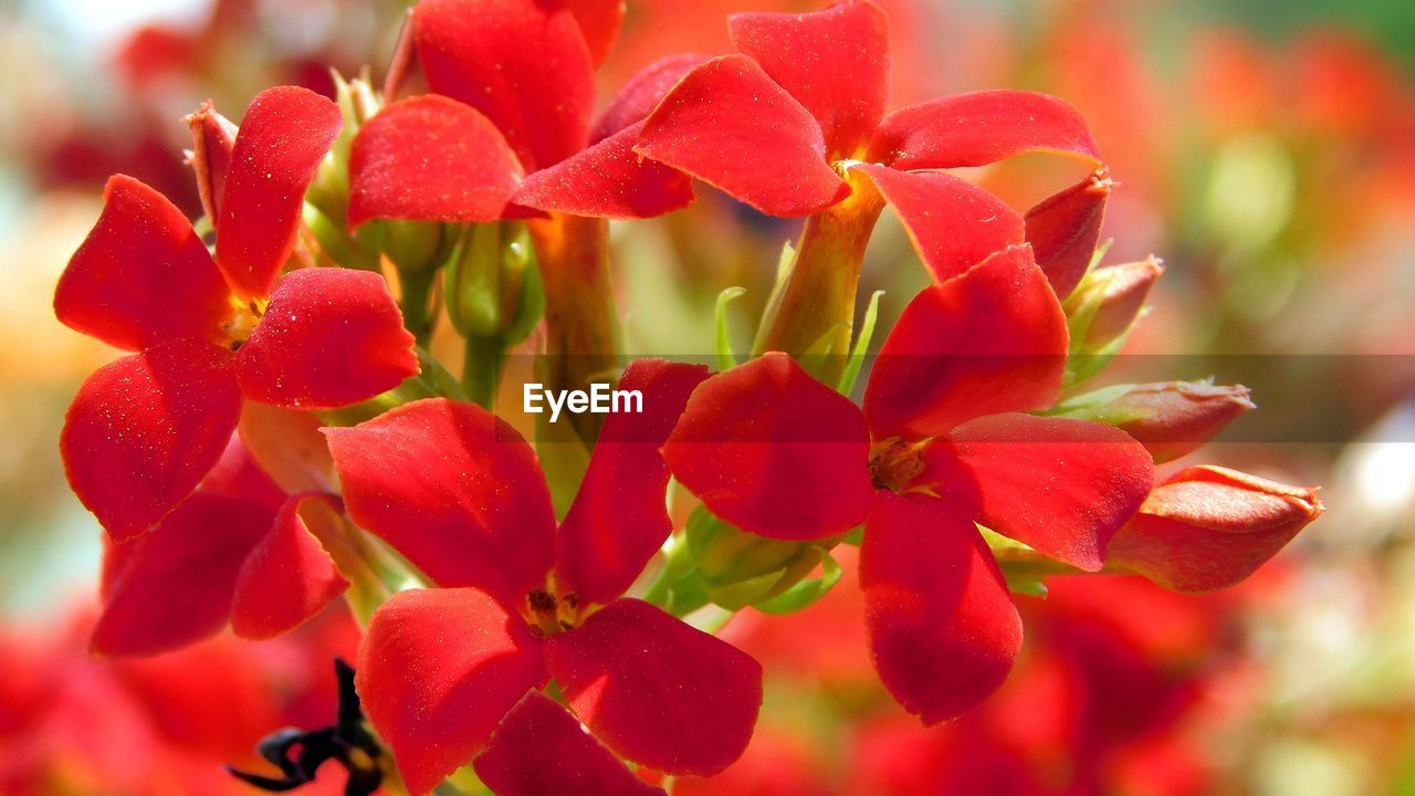 CLOSE-UP OF RED ROSE FLOWER