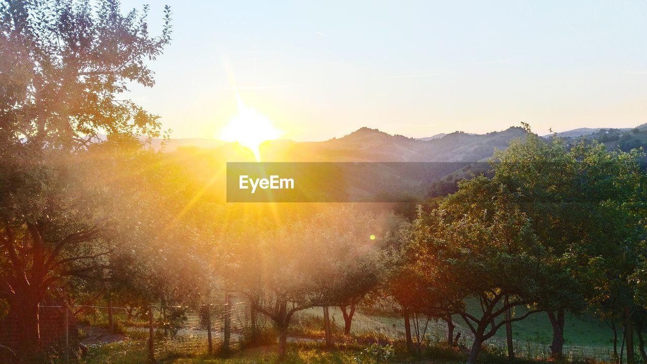 SUN SHINING THROUGH TREES ON GRASSY FIELD