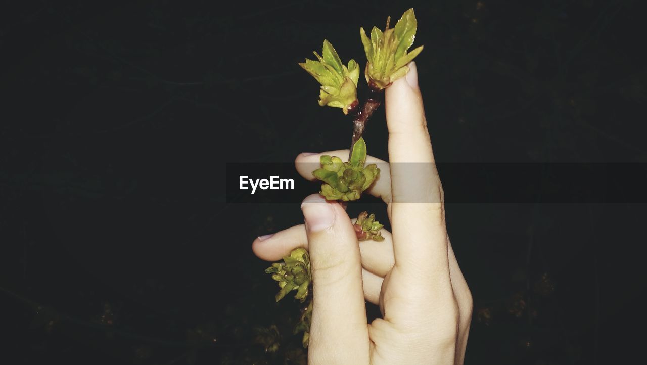 Cropped hand holding plant at night