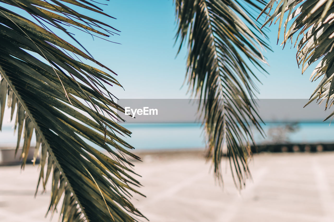 Palm trees on beach against sky