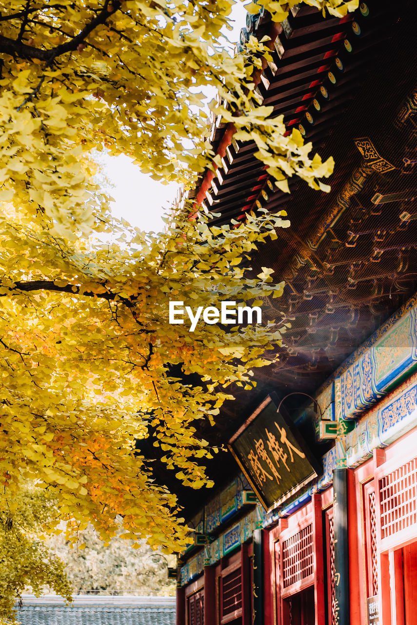 LOW ANGLE VIEW OF TREES AND BUILDINGS