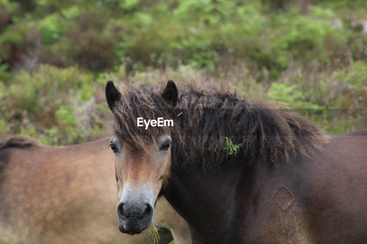 Close-up portrait of a exmoor ponies 