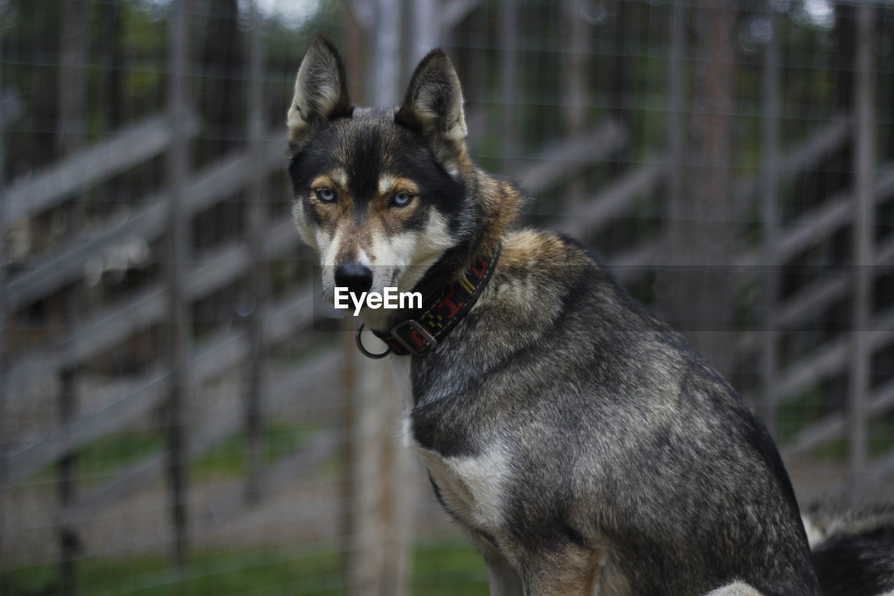 PORTRAIT OF DOG STICKING OUT TONGUE ON LAND