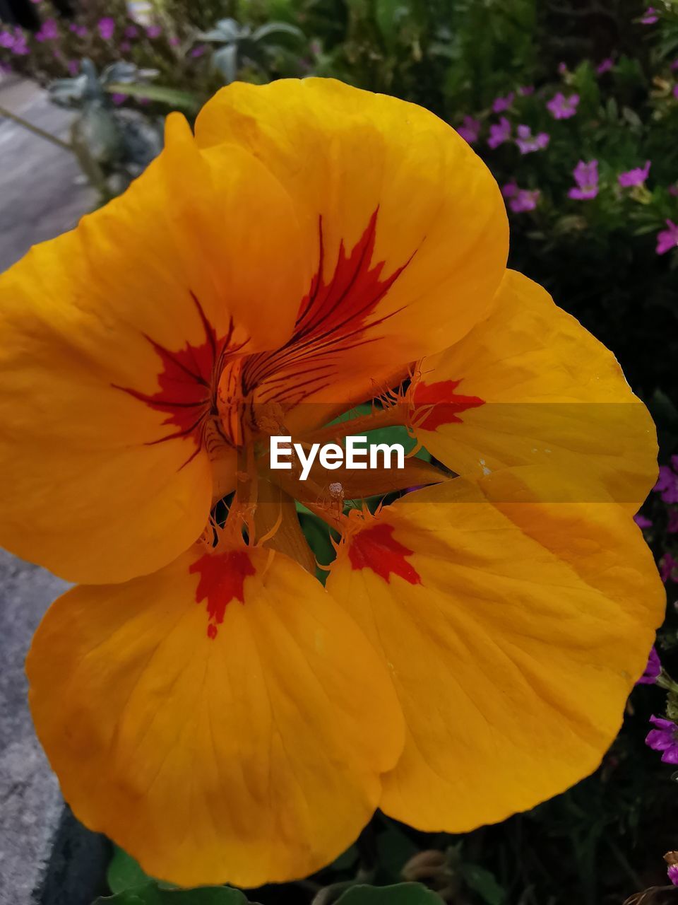 flower, flowering plant, plant, yellow, freshness, beauty in nature, petal, flower head, nature, close-up, fragility, inflorescence, growth, no people, outdoors, pollen, multi colored, blossom, botany, vibrant color, stamen, wildflower, day, poppy, springtime, focus on foreground
