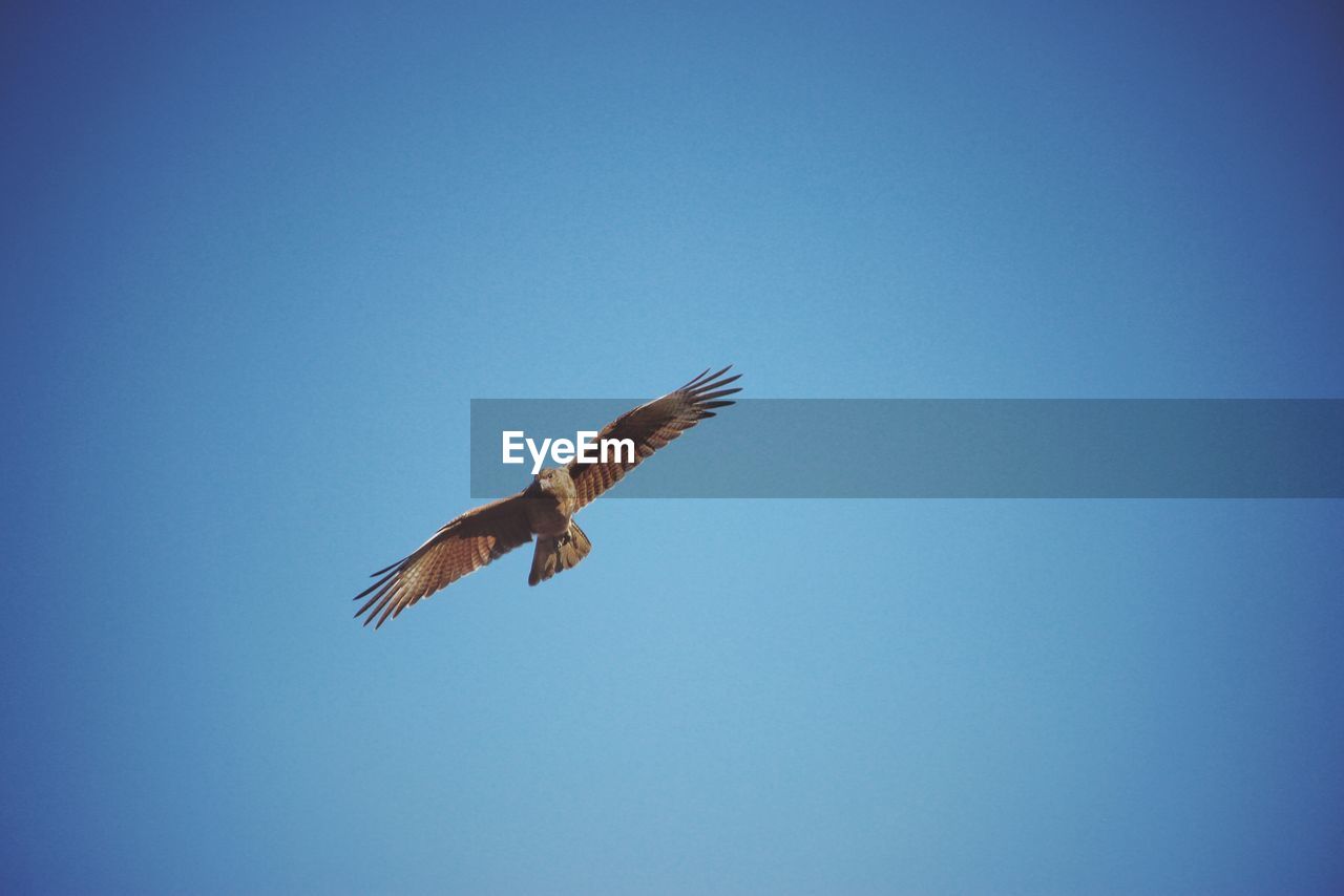 LOW ANGLE VIEW OF EAGLE FLYING