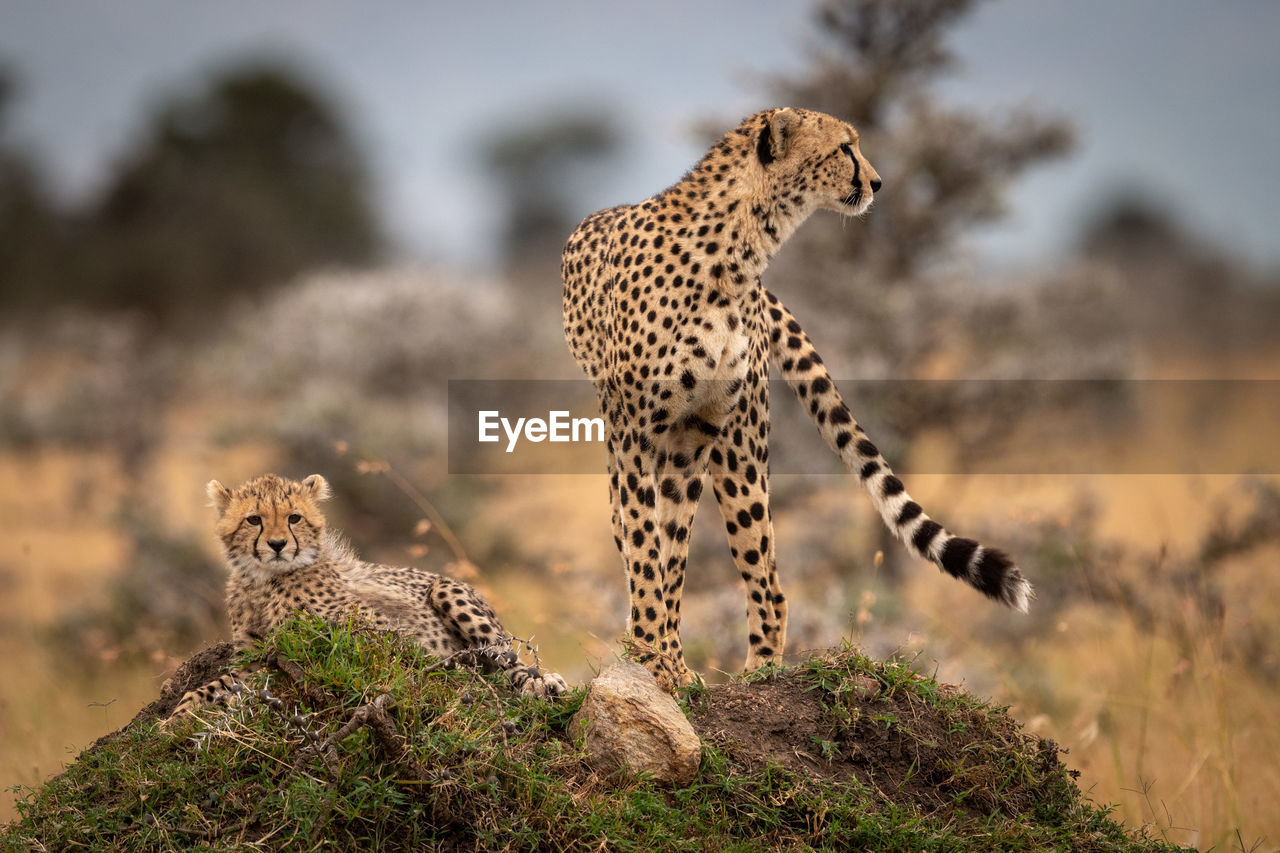 Cheetah family on grassy field 