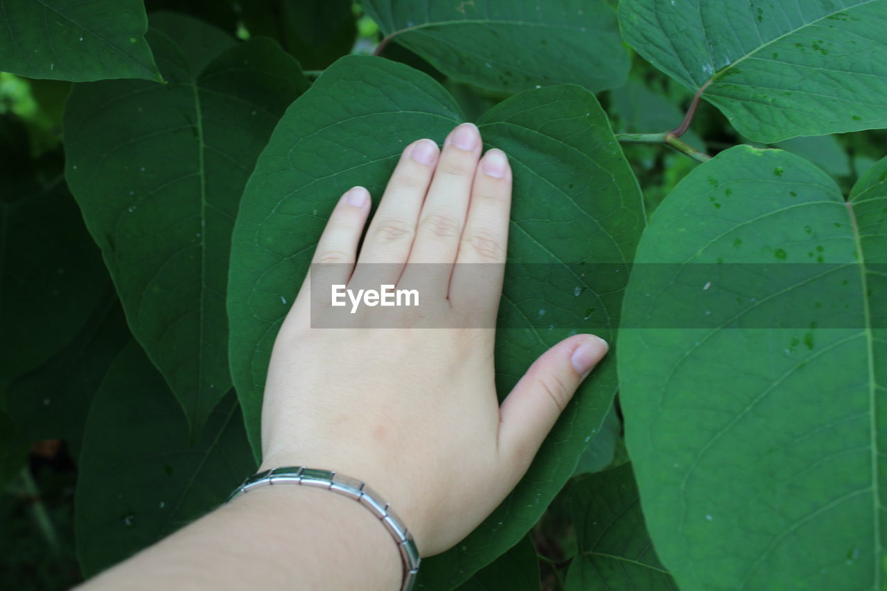 Cropped hand of woman touching leaf