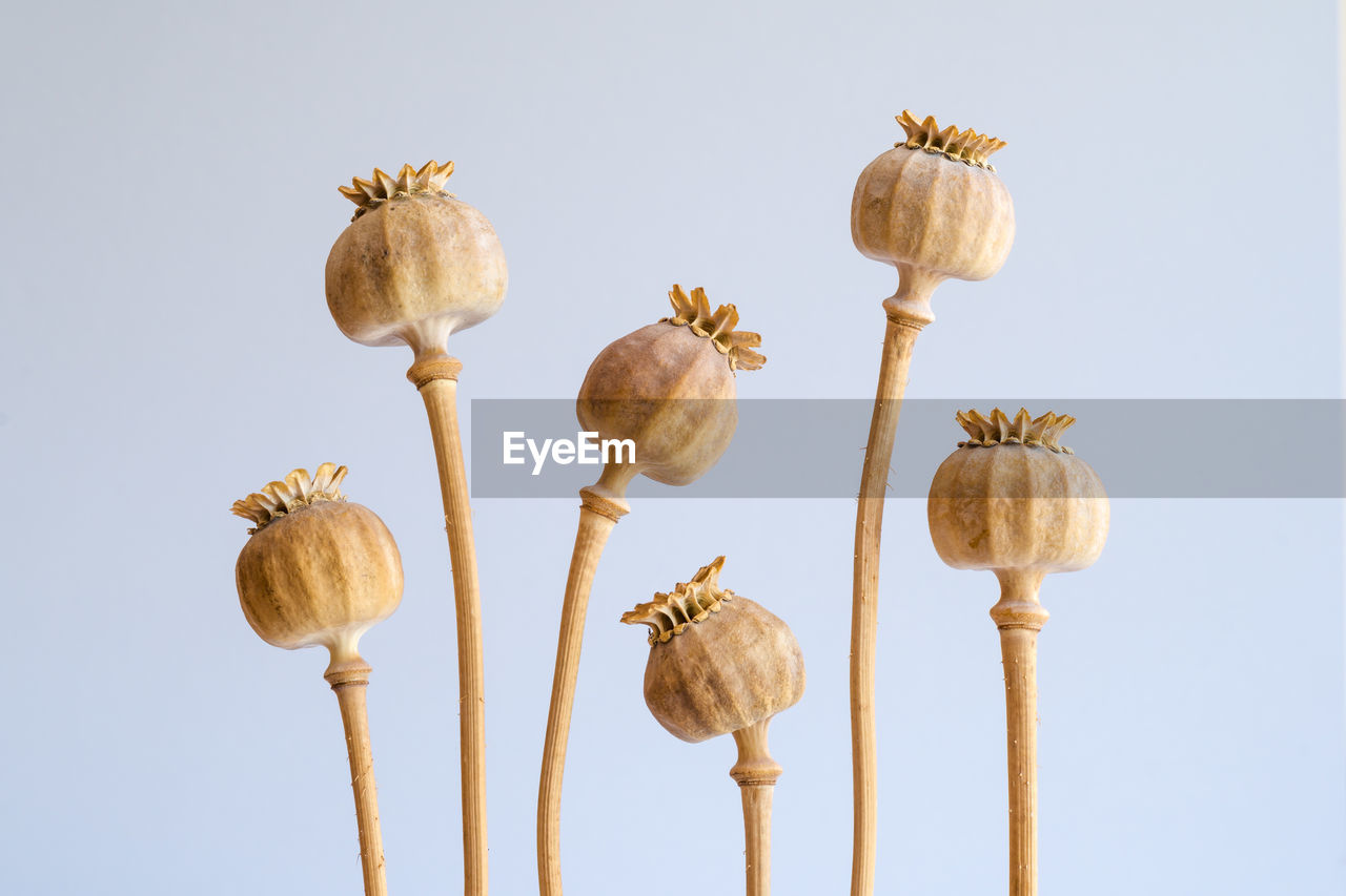 Close-up of opium poppy buds against white background