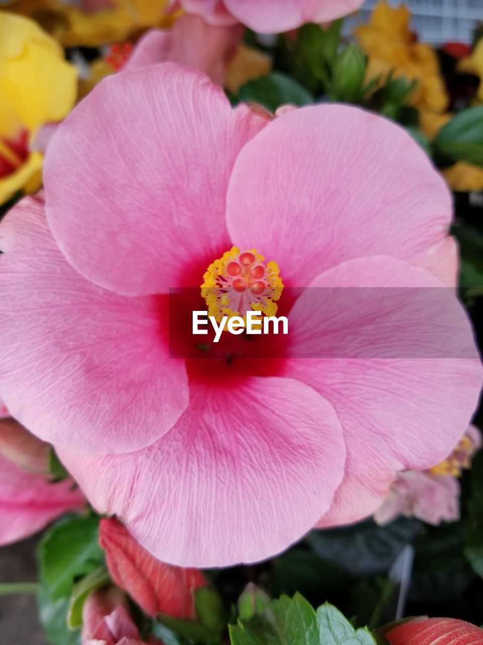 CLOSE-UP OF PINK HIBISCUS FLOWER GROWING OUTDOORS