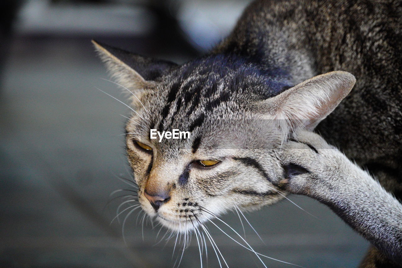 Close-up of cat