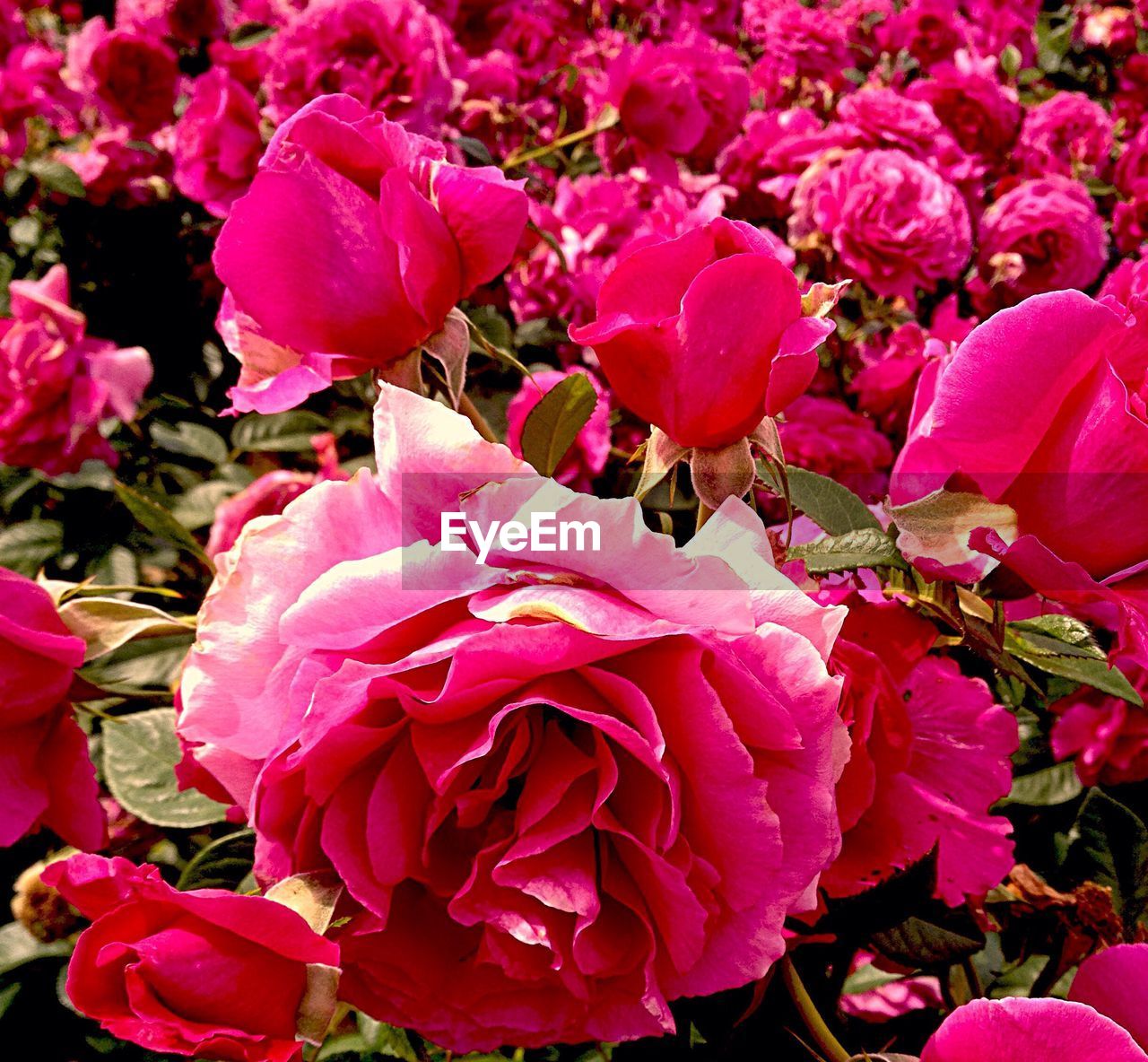 Close-up of pink flowers