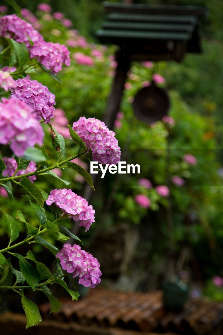 Flowers blooming in park