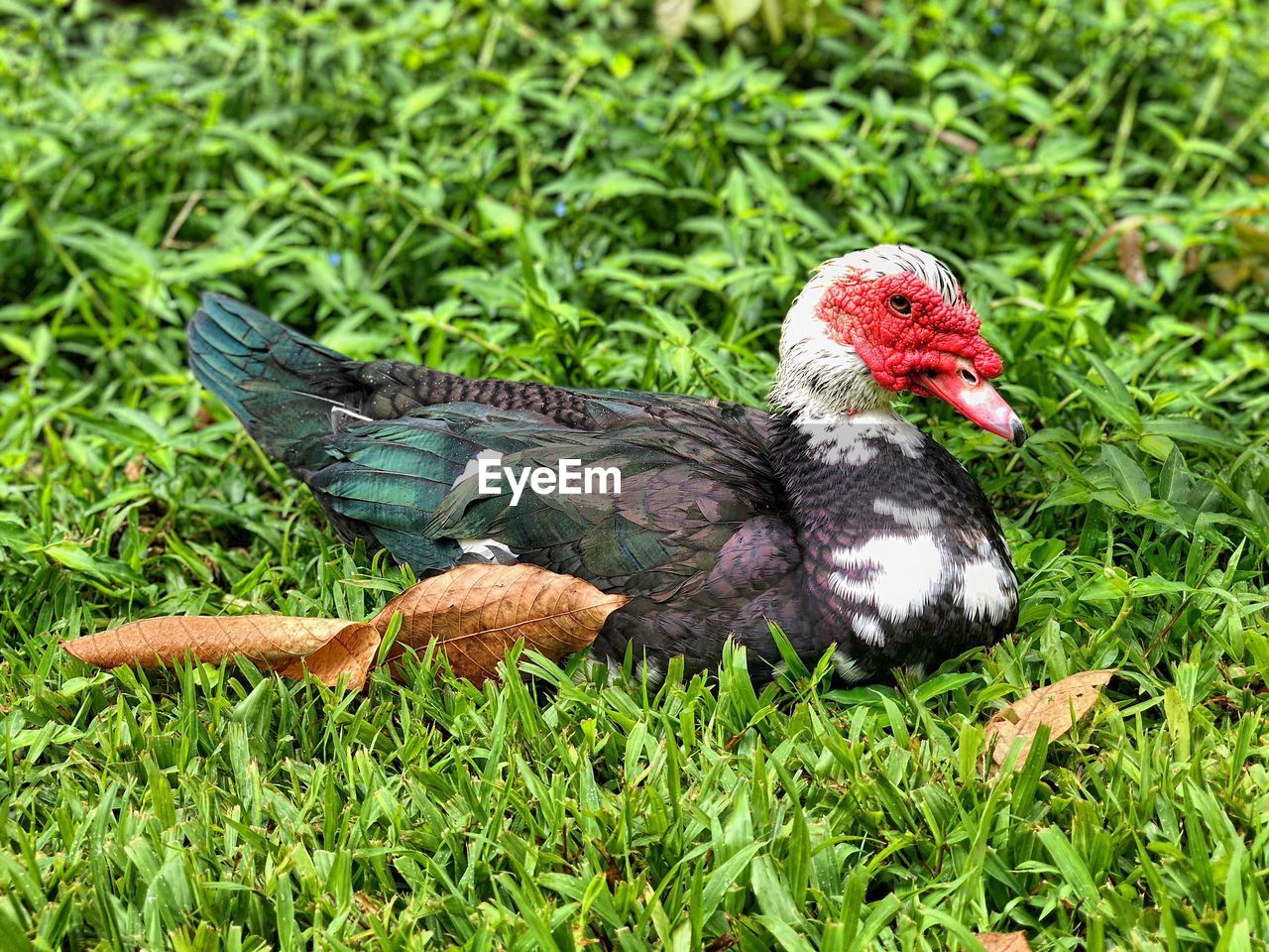 CLOSE-UP OF BIRD ON GRASS