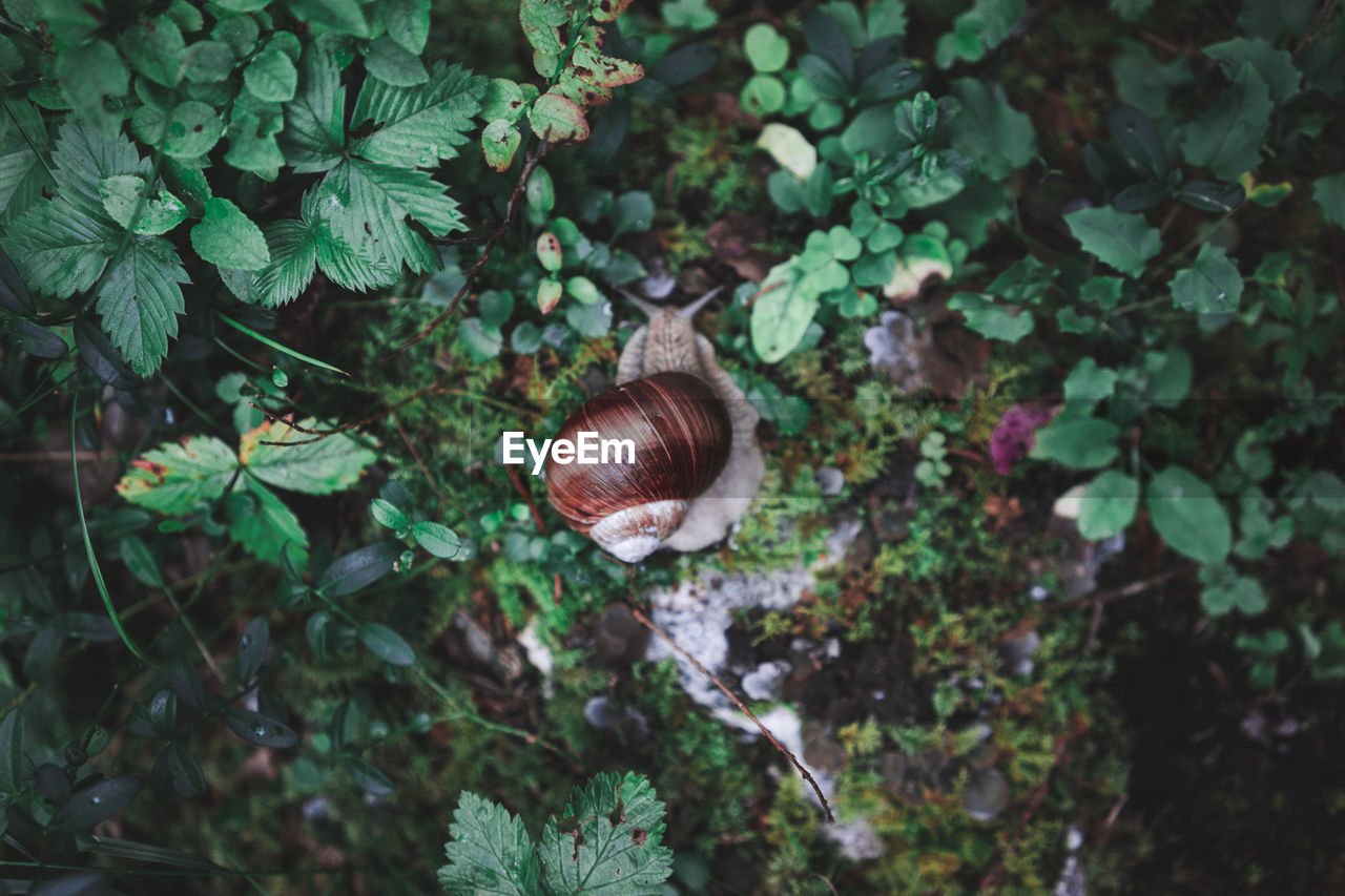 High angle view of snail crawling on field