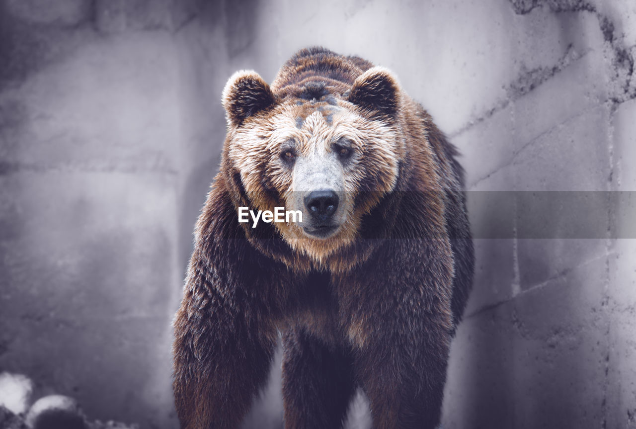 animal, animal themes, mammal, animal wildlife, one animal, wildlife, bear, brown bear, grizzly bear, no people, looking at camera, portrait, nature, snow, outdoors, winter, cold temperature