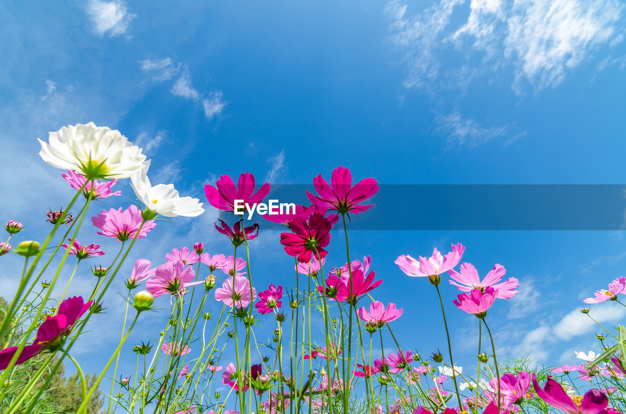 Close-up of pink cosmos flowers against blue sky