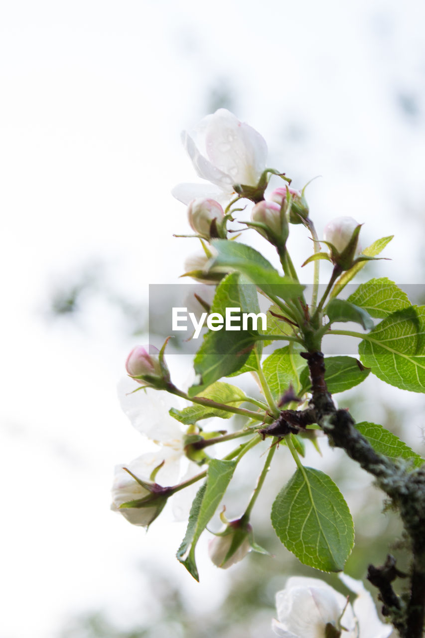 Close-up of apple blossom 