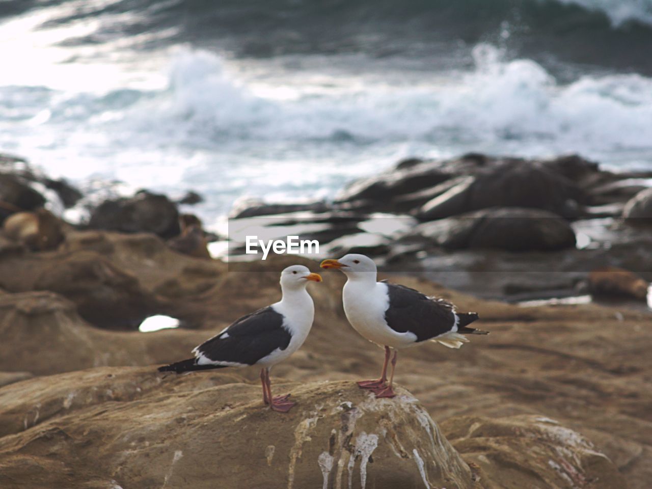 BIRDS PERCHING ON ROCK