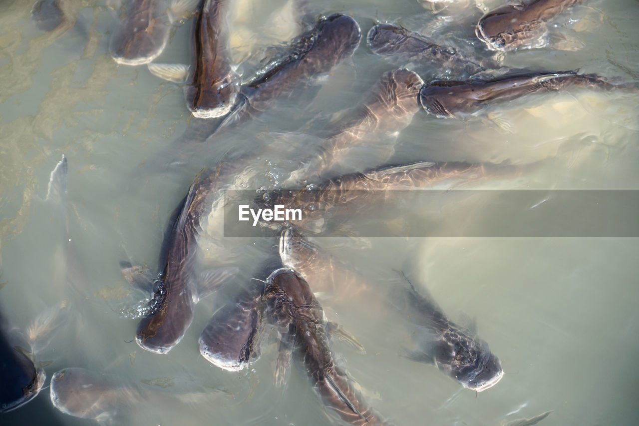 HIGH ANGLE VIEW OF FISH UNDERWATER