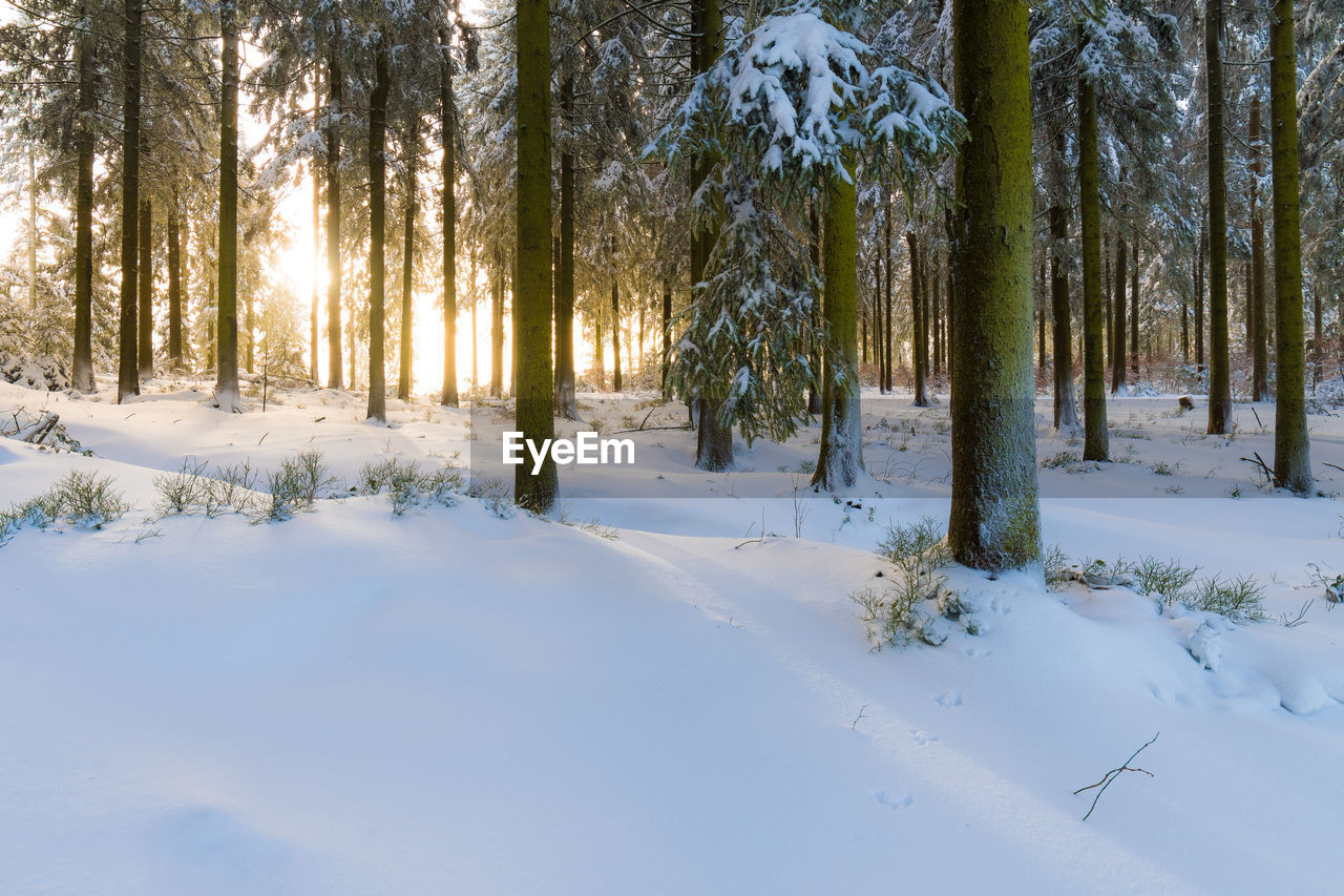 Trees on snow covered land during winter