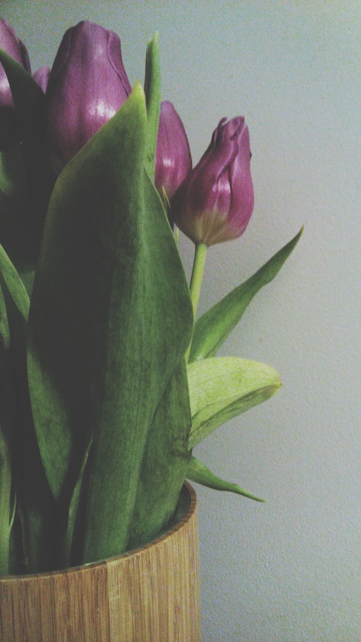 CLOSE-UP OF FLOWER GROWING OUTDOORS